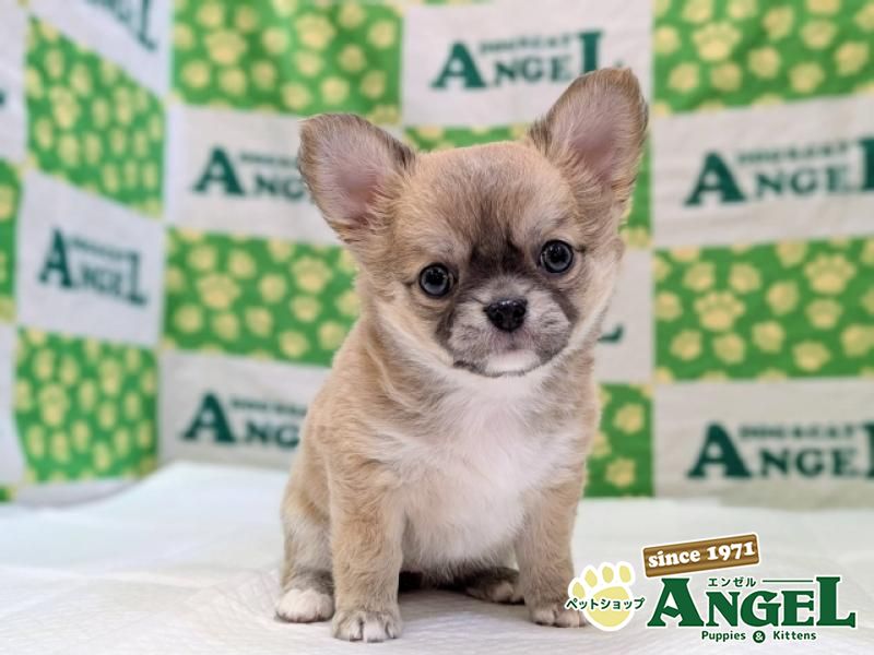 チワワ・ロング