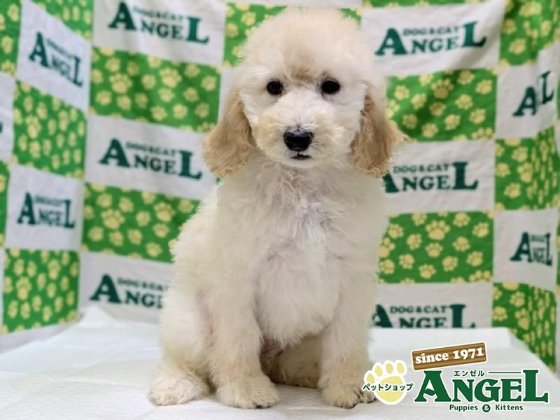 スタンダードプードル