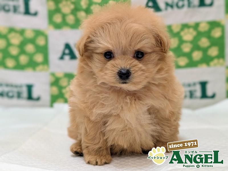 ミックス 犬（Mix）