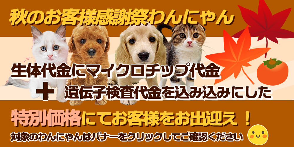 秋のお客様感謝祭わんにゃん
