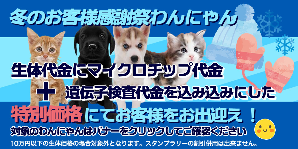 冬のお客様感謝祭わんにゃん