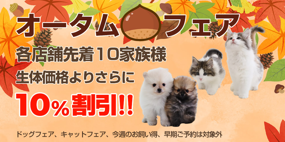 オータムフェア