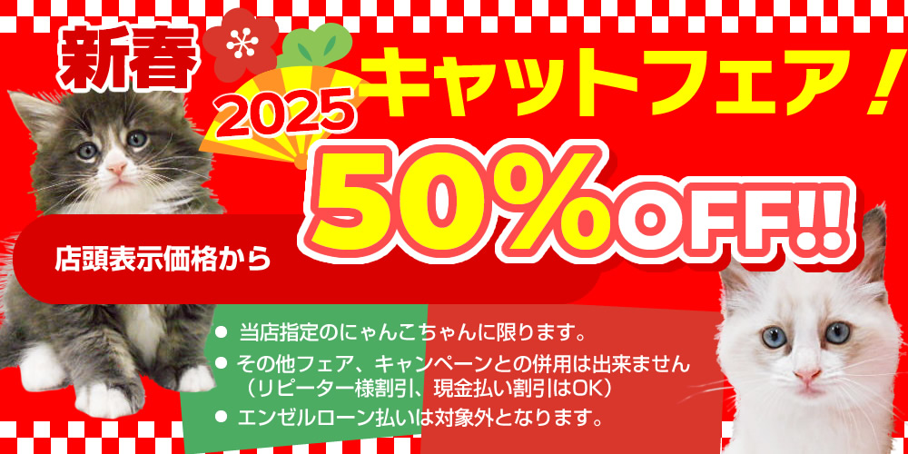 キャットフェア50%OFF