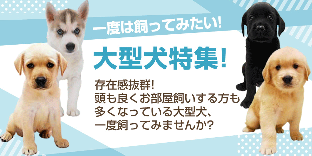 ペットショップ エンゼル 子犬 子猫販売と子犬動画公開