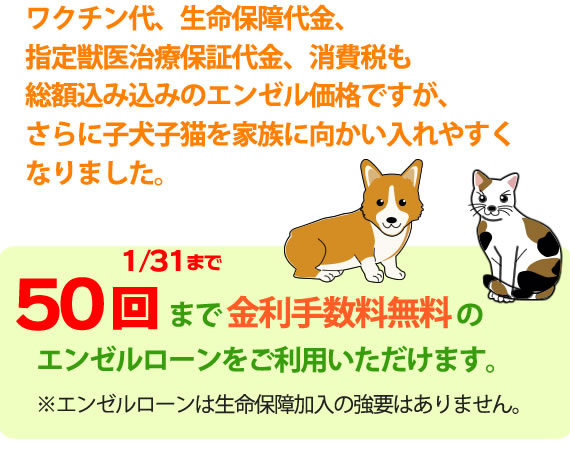 子犬・子猫の総額について：子犬販売をはじめとする犬・猫専門ペット 